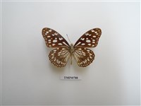 藏品(斑蝶科-非洲)的圖片